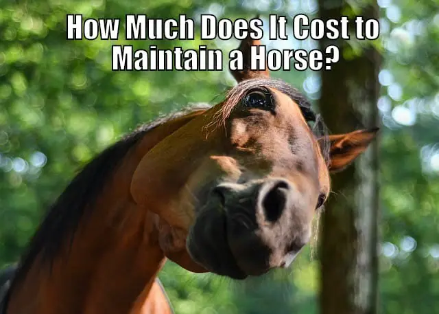 How Much Does It Cost To Maintain A Horse Horse Faq S,Bittersweet Plant Berries