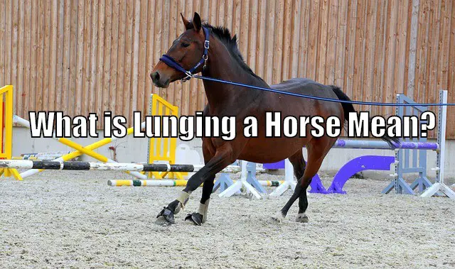 lunging horse