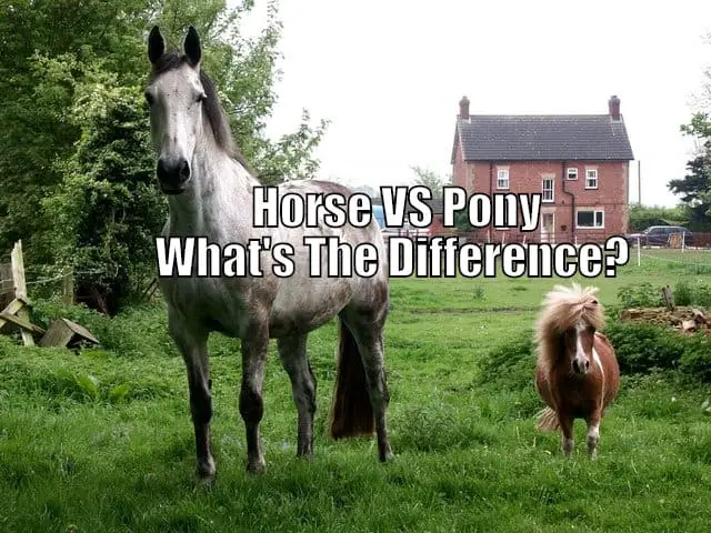 horse vs pony