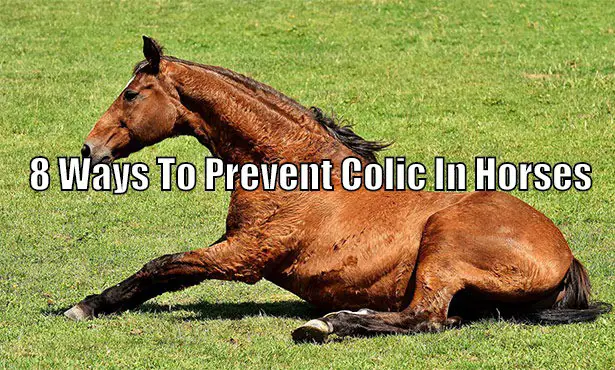 colic in horses