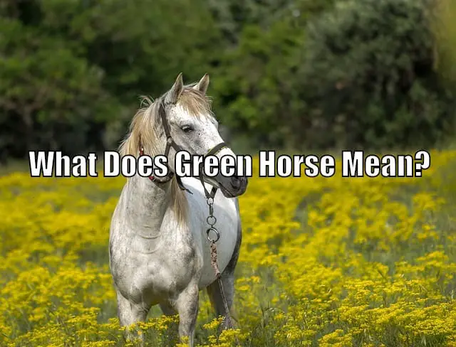 green horse pasture