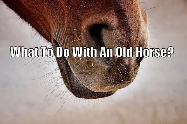old retired horse