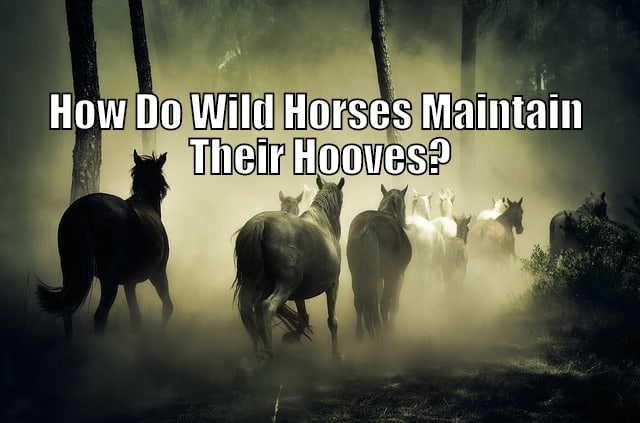 wild horses running