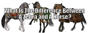 What Is The Difference Between A Zebra and A Horse? – Horse FAQ’s