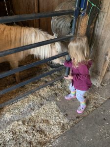 mini horse in stable