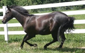 appendix quarter horse