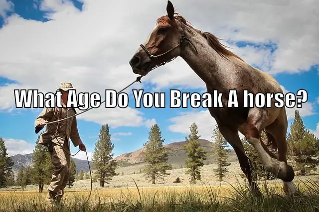 breaking a horse
