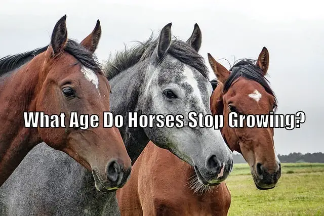 horses growing