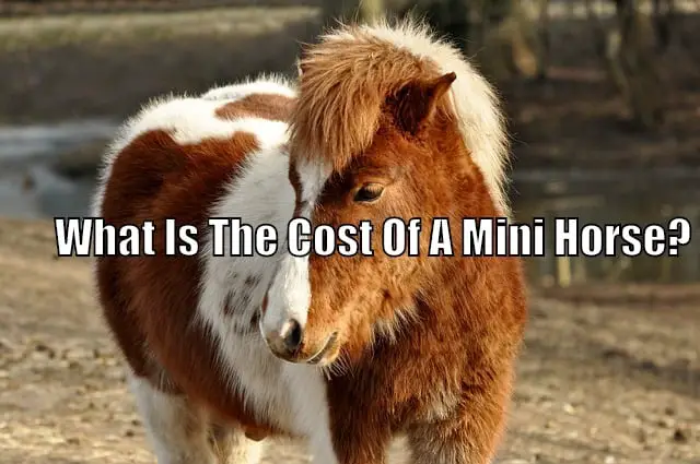 cost of a mini horse