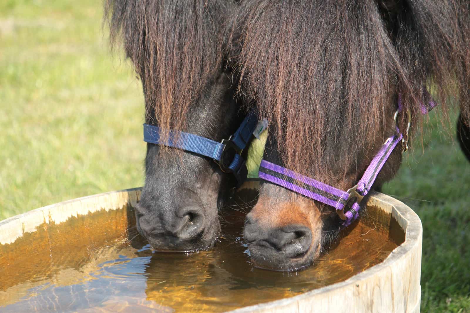 How Much Water Does A Miniature Horse Drink? Horse FAQ’s