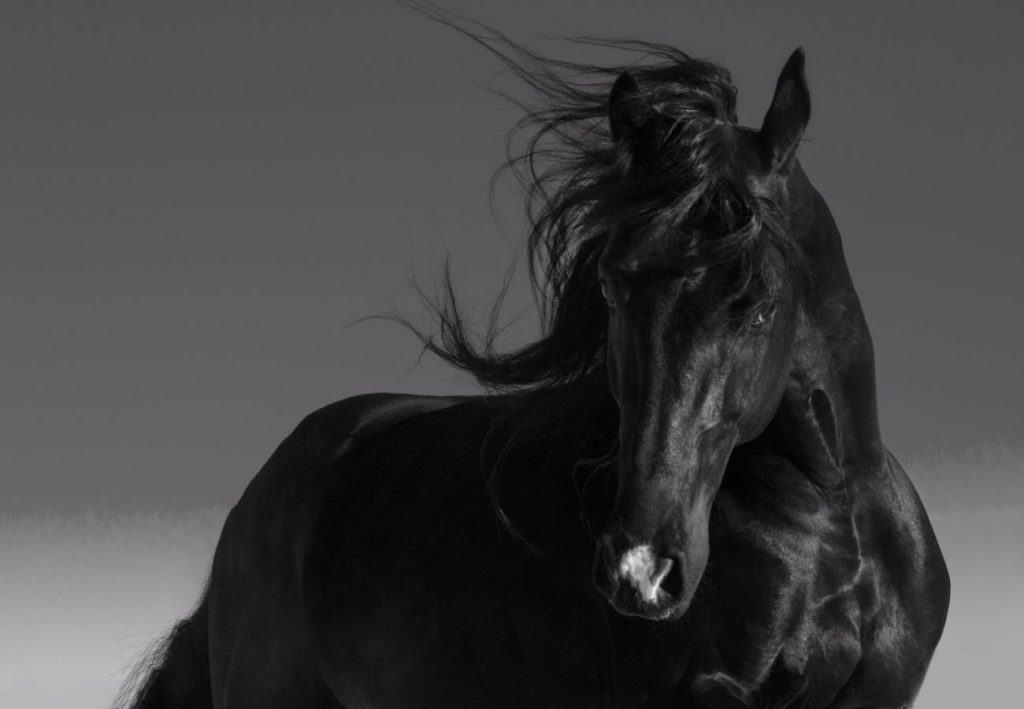 Black Beauty Horse Name