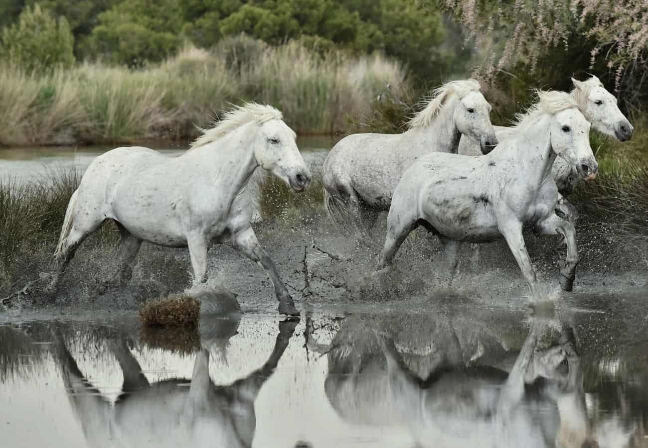 top-112-white-horse-names-horse-faq-s