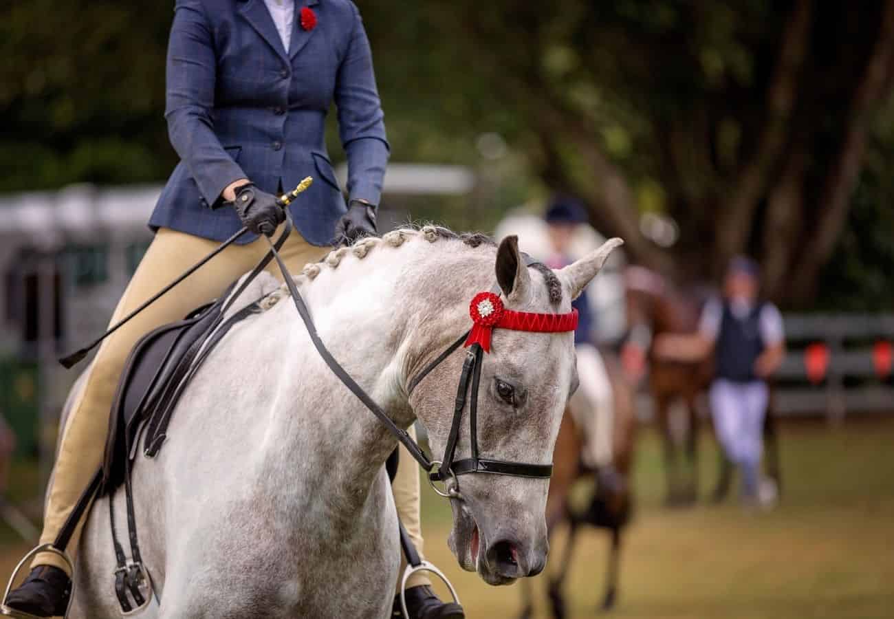 show-names-for-horses-top-show-names-and-names-a-z-horse-faq-s