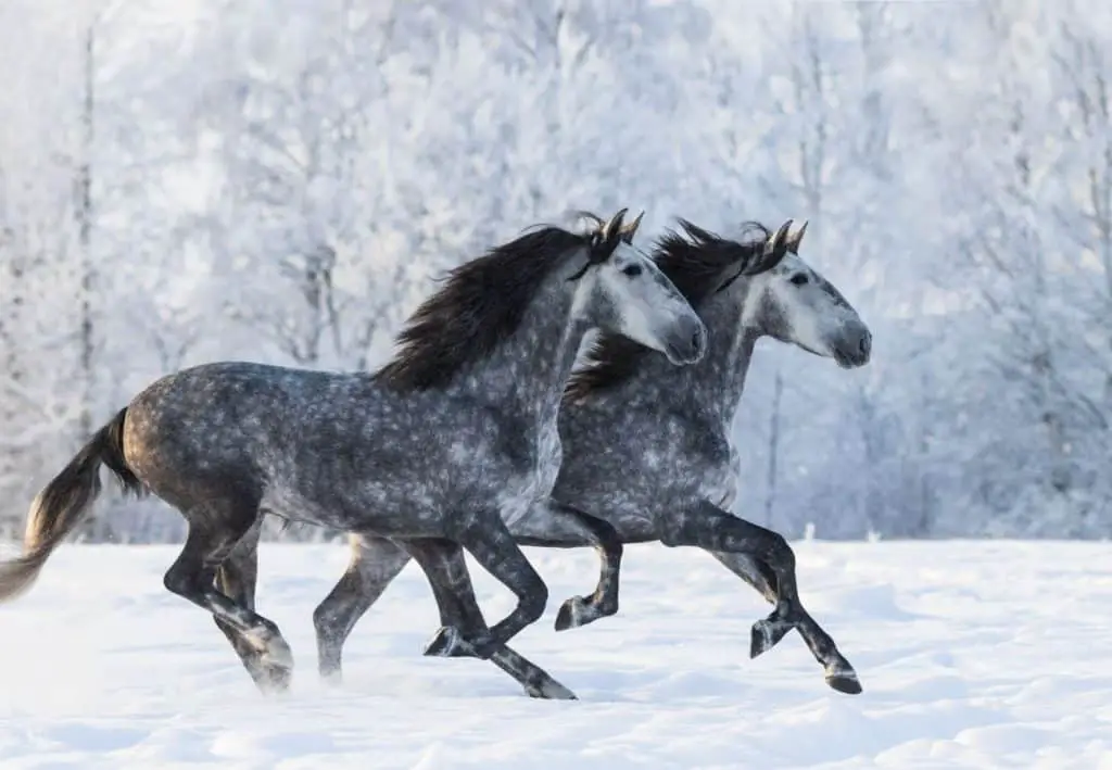 top-grey-horse-names-grey-and-dapple-grey-horse-names-horse-faq-s