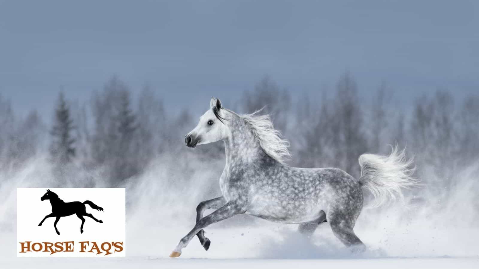 Top Grey Horse Names Grey And Dapple Grey Horse Names Horse FAQ S   Untitled Design 56 