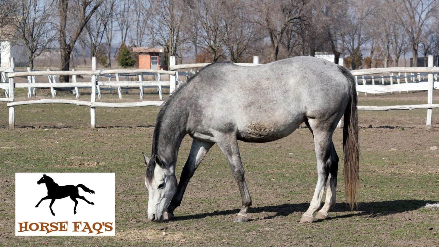 top-grey-horse-names-grey-and-dapple-grey-horse-names-horse-faq-s