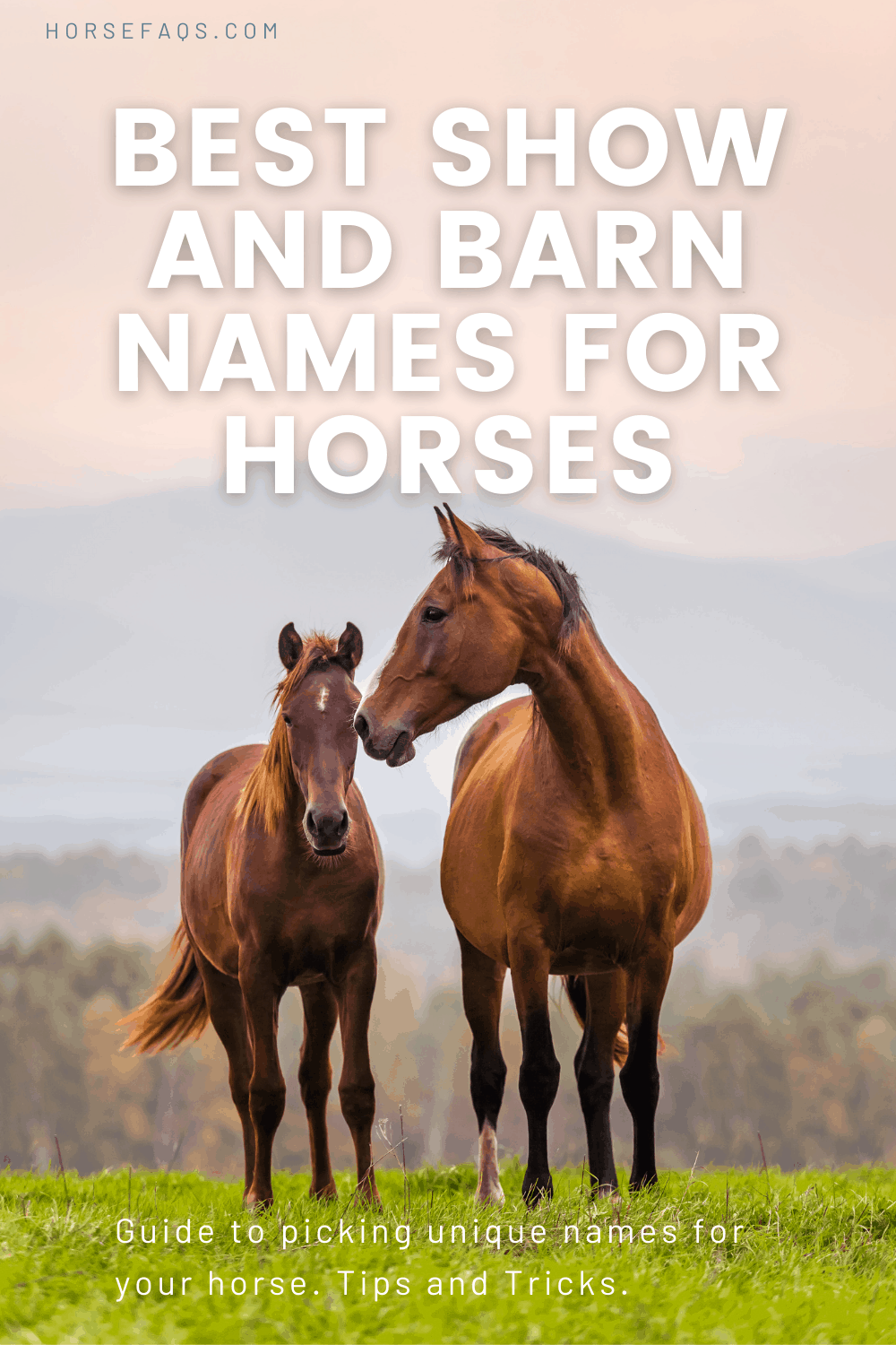 best-show-and-barn-names-for-horses-horse-faq-s