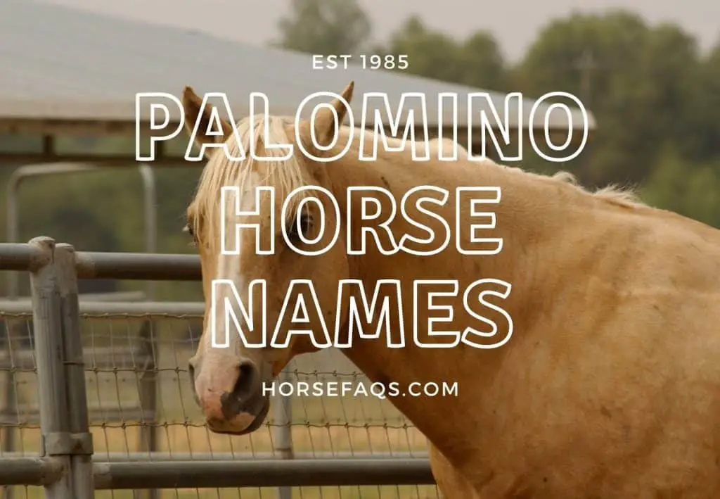 Palomino Horse Names (The Best Cool & Unique Names) – Horse FAQ’s