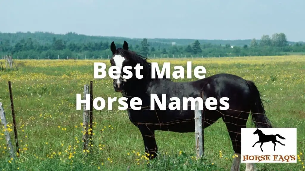 top-male-horse-names-unique-gelding-and-stallion-names-horse-faq-s