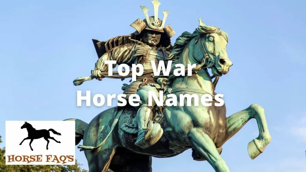 top-war-horse-names-horse-faq-s