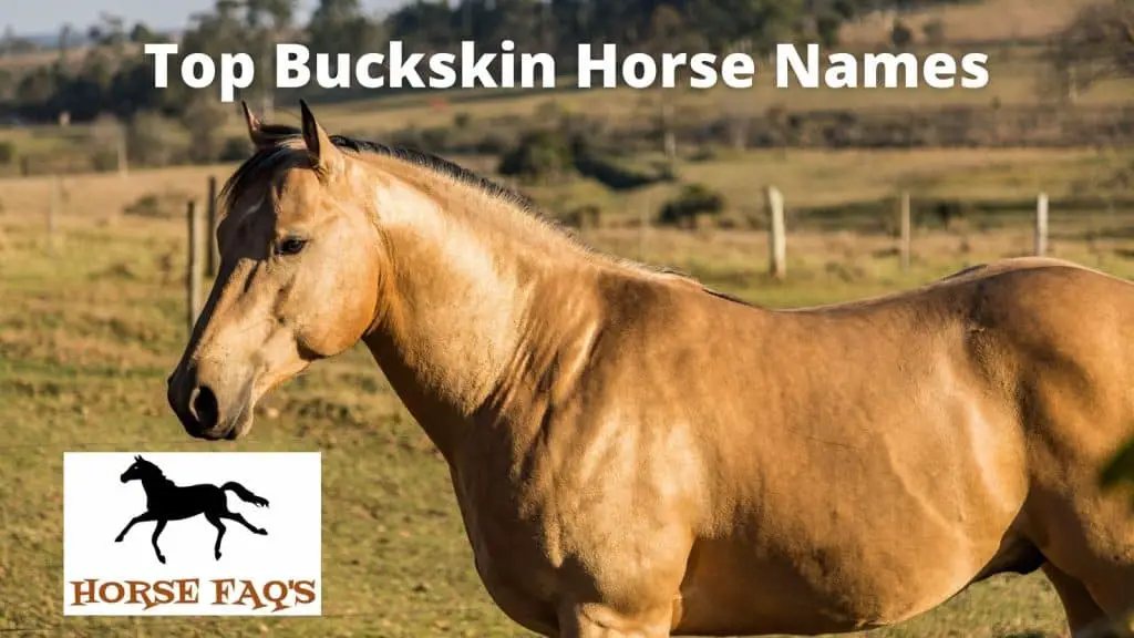 265 Top Buckskin Horse Names Unique Funny Exciting Names Horse Faq S