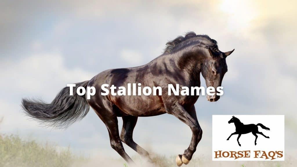 Top Stallion Horse Names – Horse FAQ’s