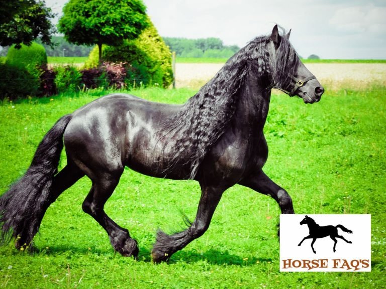 Friesian Horse Breed Guide: Color, Facts, And Temperament – Horse FAQ’s