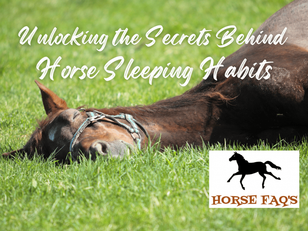 Unlocking the Secrets Behind Horse Sleeping Habits – Horse FAQ’s