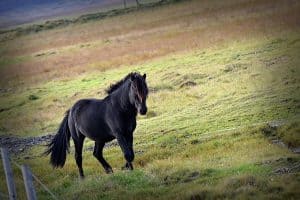 black-icelandic-horse