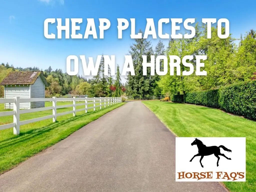 Where Is The Cheapest Place To Own A Horse In The U.S.? Horse FAQ’s