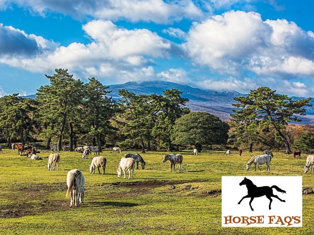 Is A Horse Farm A Good Investment