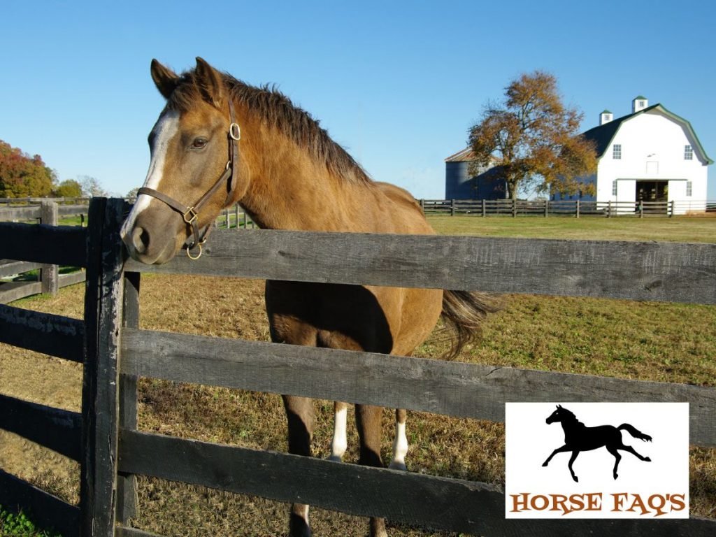 Is A Horse Farm A Good Investment