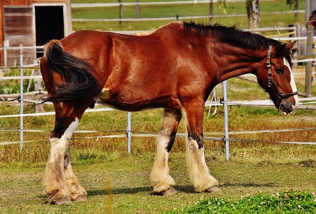 Unleash The Power: 100+ Strong Horse Names – Horse FAQ’s