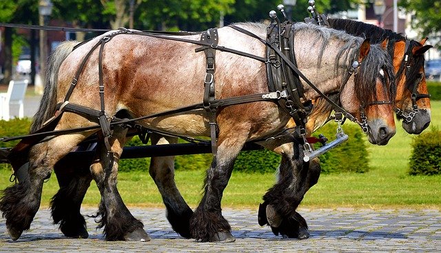 draft horses