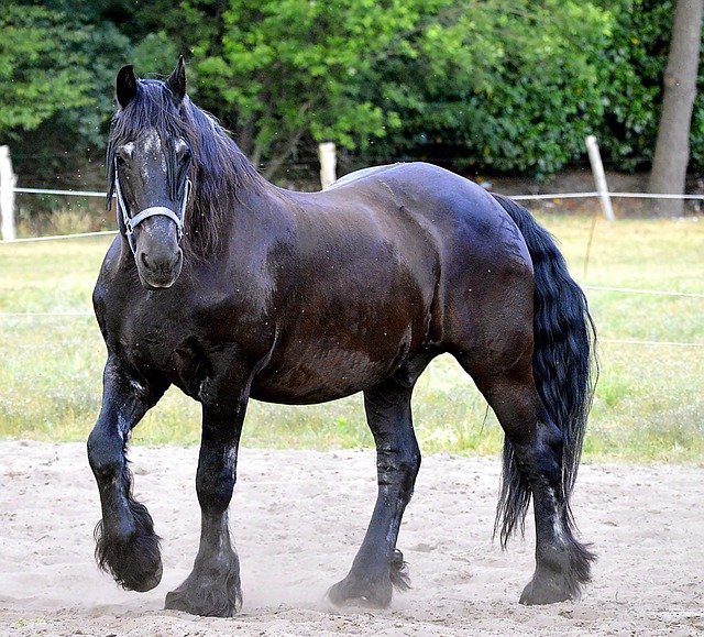 black friesian horse