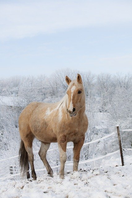 palomino horses