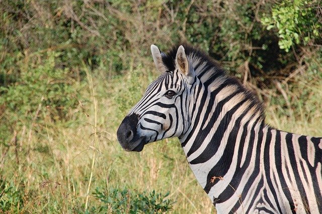 zebra or horse