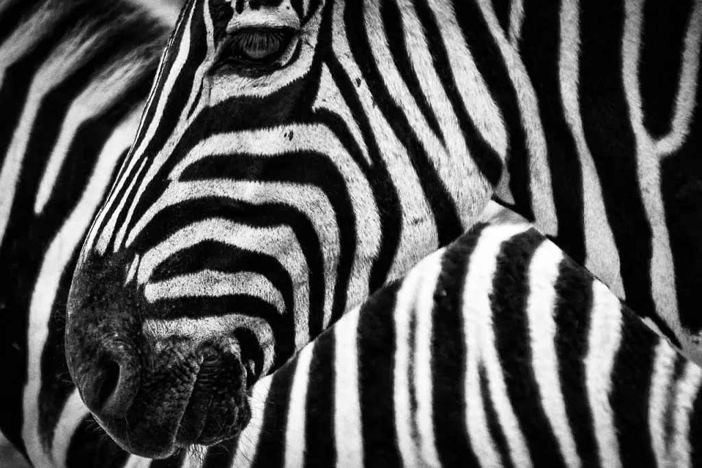 Zebras Vs Horses 11 Fascinating Facts! Horse FAQ’s