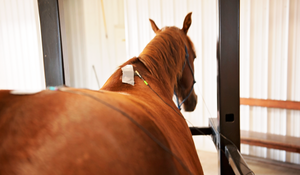 equiscope therapy on horse